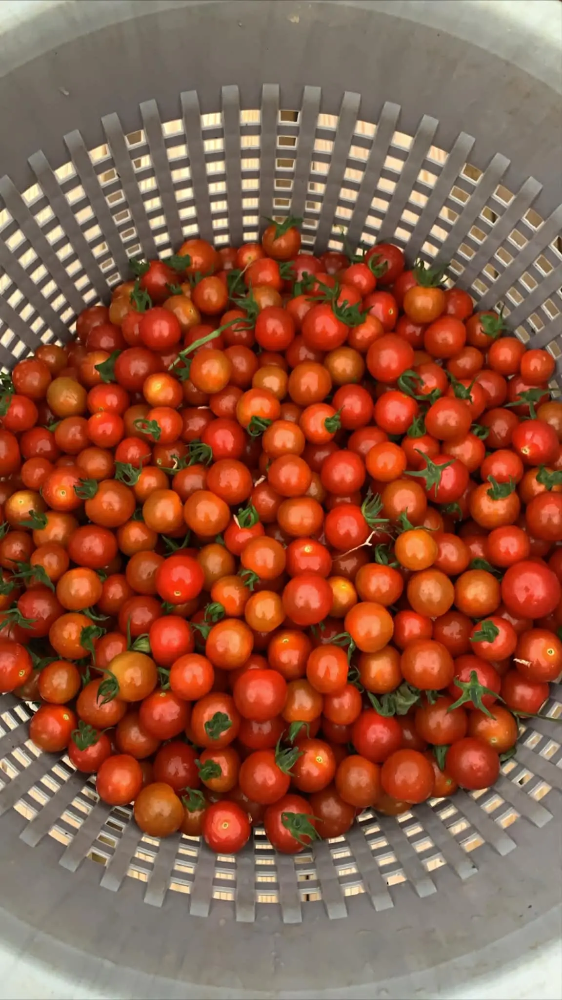 Fresh homegrown tomatoes